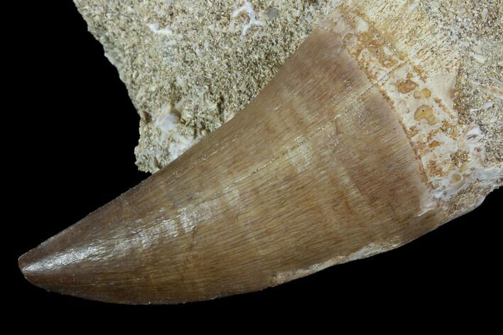 Mosasaur (Prognathodon) Tooth In Rock - Morocco #98303